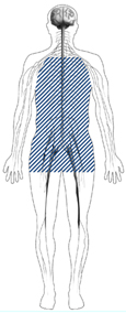 Drawing of a body showing the location of the autonomic nerves.