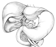 Drawing of the biliary system.