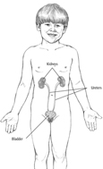 Drawing of the kidneys and urinary tract within the outline of a young boy. The kidneys, ureters, and bladder are labeled.
