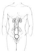 Drawing of the male urinary tract within the outline of an adult.