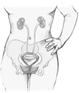 Drawing of the female urinary tract.