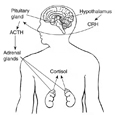 Drawing of the brain and adrenal glands with hypothalamus, pituitary gland, and adrenal glands labeled and arrows diagramming the effect of CRH on ACTH and the effect of ACTH on cortisol.