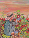 Drawing of a woman wearing a hat picking tomatoes off a vine.