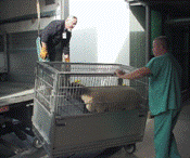 Animal Transporation image 1