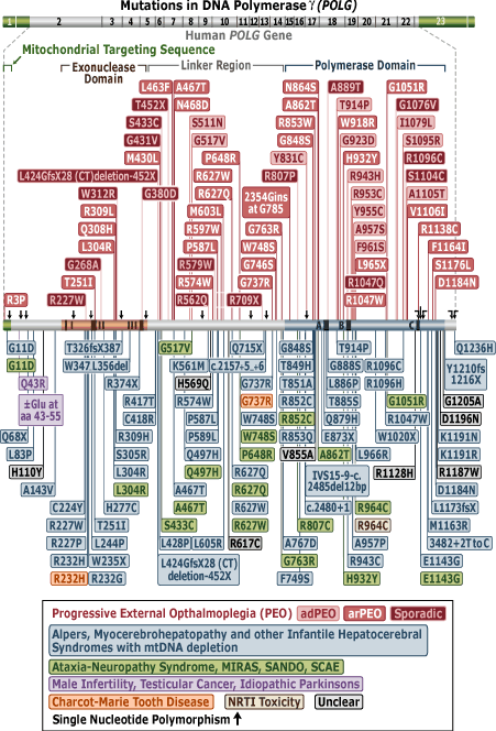 diagram of POLG mutations