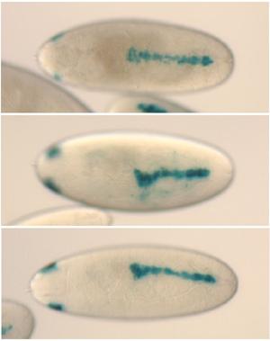 Fly embryo images showing heart phenotype mutation