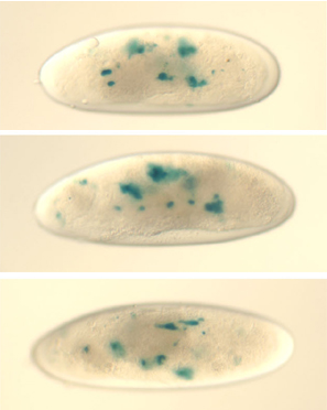 Fly embryo images showing heart phenotype mutation