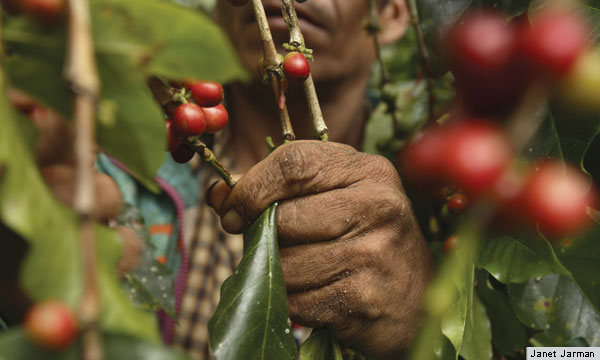 Certified Coffee: Does the Premium Pay Off?