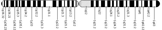 Ideogram of chromosome 1