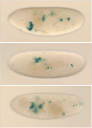 Fly embryo images showing heart phenotype mutation