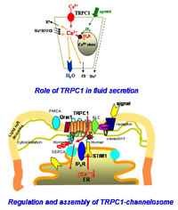 Role of TRPC1 in fluid secretion. Regulation and assembly of TRPC1-channelosome. Click to see a large image.