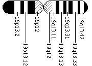 Ideogram of chromosome 19