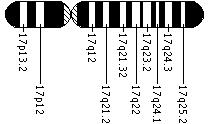 Ideogram of chromosome 17