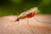 Female Anopheles mosquito