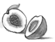 Drawing of a peach.