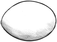 Drawing of one uncooked egg.