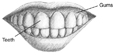 Drawing of a mouth showing teeth and gums.