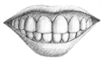Drawing of a mouth showing gums and teeth.