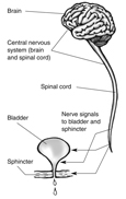 Diagram of a brain, spinal cord, and bladder. Labels point to the brain, spinal cord, bladder, urethra, and sphincter muscles. An additional label explains that the brain and spinal cord make up the central nervous system. Arrows pointing from the spinal cord to the bladder and sphincter muscles represent nerve signals.