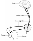 Diagram of nerve signals to the penis.