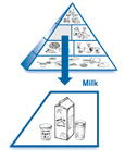 An enlarged drawing of the milk group below a drawing of the diabetes food pyramid. The enlarged drawing is labeled milk. The section includes drawings of a container of yogurt, a carton of milk, and a glass of milk.