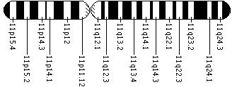 Ideogram of chromosome 11