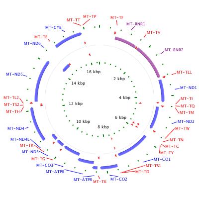 circular structure with genes and regulatory regions labeled
