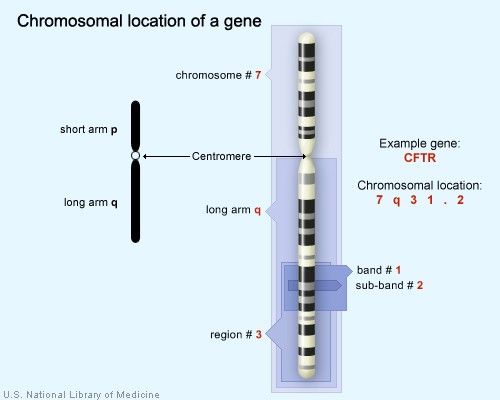 The  gene is located on the long arm of  at position 7q31.2.