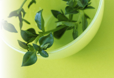 Herbs in a container representing Herb/Plant ingredients