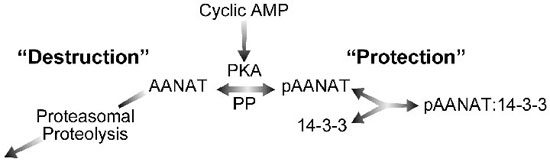 Figure 5.4