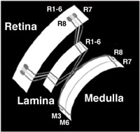 FIGURE 24 Connectivity of Drosophila retina