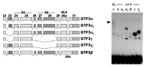 Figure 21 GTF3 splice variants bind to the SURE BLM with different avidities. Left: Partial 3' exon-intron structure of mouse GTF3 splice variants isolated from skeletal muscle. Dark gray boxes represent alternatively spliced exons, dark portions of 3' exons 30a and 30b are noncoding. Right: Electrophoretic mobility shift assays of full-length (‘FL’) mouse GTF3g and aminoterminally truncated (D1-3’) mutant versions of GTF3a, b, and g isoforms. Arrowhead indicates specific shift obtained with full-length GTF3g.