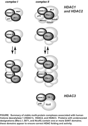 Summary of stable multi-protein complexes associated with human histone deacetylase 1 (HDAC1), HDAC2, and HDAC3. Protein with underscored designations (Mta-L1, 0071, and NcoR) contain one or more SANT domains; these domains appear to ensure correct HDAC folding and activity.