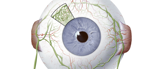 Illustration of human eye