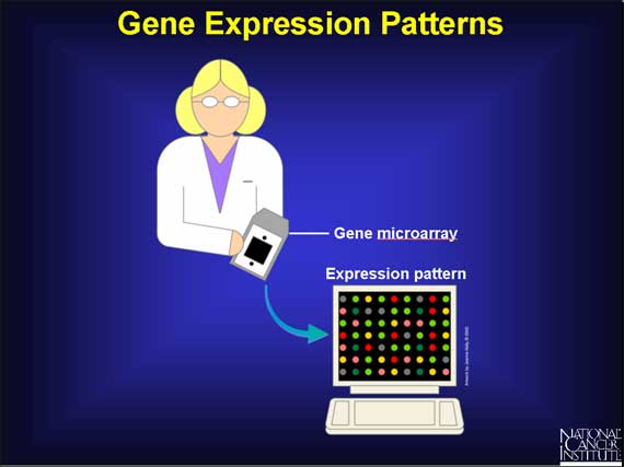 Gene Expression Patterns