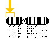 The PRNP gene is located on the short (p) arm of chromosome 20 between the end (terminus) of the arm and position 12.