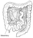Drawing of the colon and the mesentery, which holds the colon in place, with mesentery labeled.