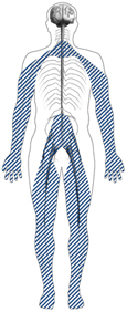 Drawing of a body showing the location of the peripheral nerves.
