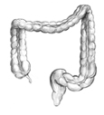 Drawing of the colon.