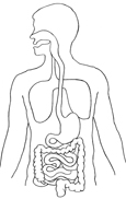 Drawing of the torso showing the digestive tract.