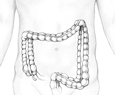 Drawing of the abdomen showing position of the colon.