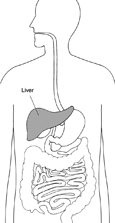 Drawing of the torso showing the digestive system, with the liver highlighted and labeled.