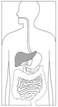 Drawing of the torso showing the digestive system, with the liver highlighted.