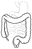 Drawing of the lower digestive tract with the large intestine highlighted.