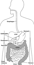 Drawing of the digestive system with colon, rectum, and anus highlighted and parts labeled: esophagus, stomach, liver, gallbladder, duodenum, pancreas, small intestine, colon, rectum, and anus.