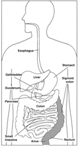 Drawing of the digestive system with sigmoid colon, rectum, and anus highlighted and parts labeled: esophagus, stomach, liver, gallbladder, duodenum, pancreas, small intestine, colon, sigmoid colon, rectum, and anus.