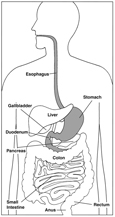 Drawing of the digestive system with esophagus, stomach, and duodenum highlighted and parts labeled: esophagus, stomach, liver, gallbladder, duodenum, pancreas, small intestine, colon, rectum, and anus.
