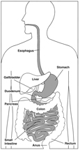Drawing of the digestive system with esophagus, stomach, duodenum, and small intestine highlighted and parts labeled: esophagus, stomach, liver, gallbladder, duodenum, pancreas, small intestine, colon, rectum, and anus.