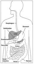 Drawing of the digestive system with liver and pancreas highlighted and parts labeled: esophagus, stomach, liver, gallbladder, duodenum, pancreas, small intestine, colon, rectum, and anus.