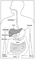 Drawing of the digestive system with liver highlighted and parts labeled: esophagus, stomach, liver, gallbladder, duodenum, pancreas, small intestine, colon, rectum, and anus.